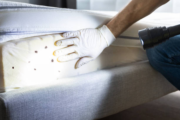 Best Ant Control Services  in Mount Sterling, IL